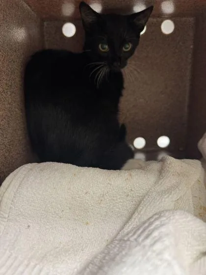 A baby small-sized female Domestic Short Hair cat named Kim K for adoption in Sevierville, TN