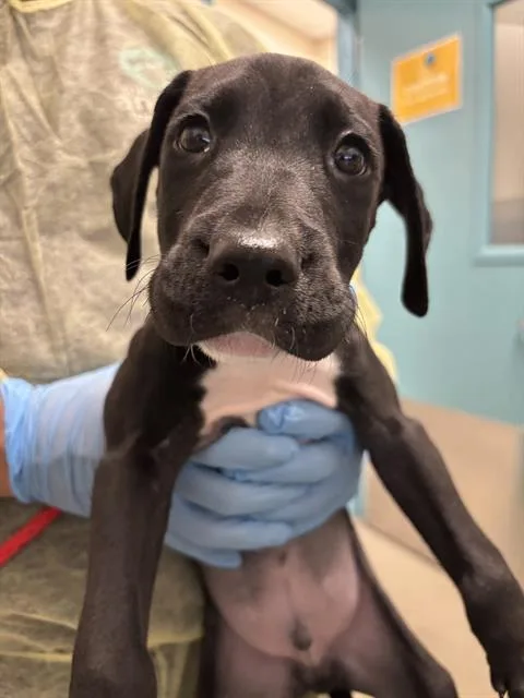 A baby small-sized male Mastiff dog named Brownie for adoption in Las Vegas, NV
