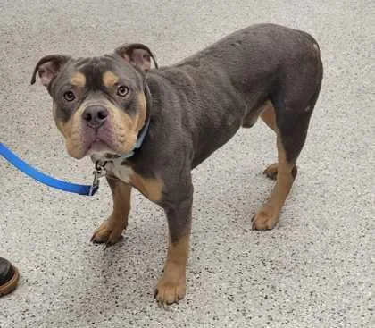 An adult large-sized male Gray / Blue / Silver Pit Bull Terrier dog named Golly Gee for adoption in Kansas City, MO