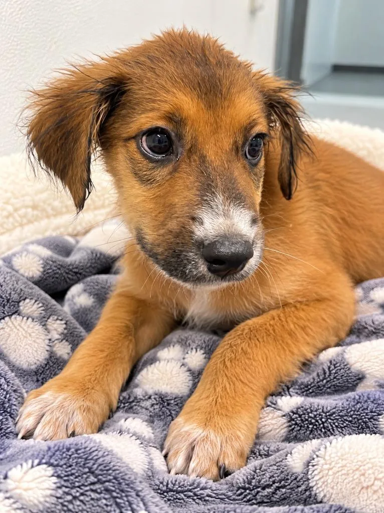 A baby medium-sized female Australian Cattle Dog / Blue Heeler dog named Zoey for adoption in Seven Points, TX