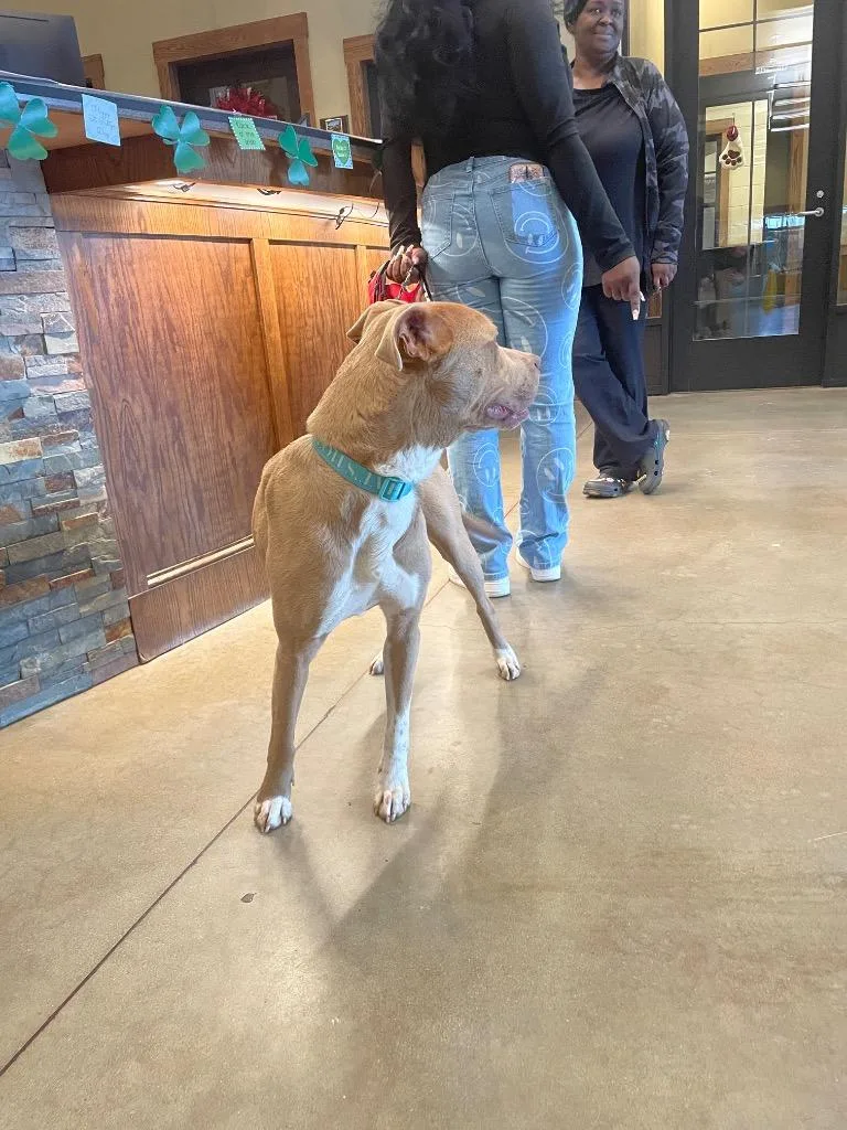 A young medium-sized female Pit Bull Terrier dog named Found Animal for adoption in Douglasville, GA