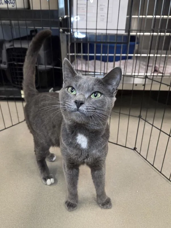A young medium-sized male Domestic Short Hair cat named Hoyts for adoption in Millersville, MD