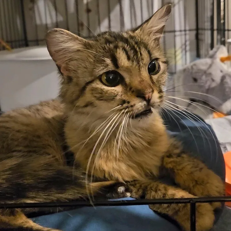 A baby medium-sized female Tabby (Buff / Tan / Fawn) Domestic Medium Hair cat named Minnow — Fluffy  for adoption in New York, NY