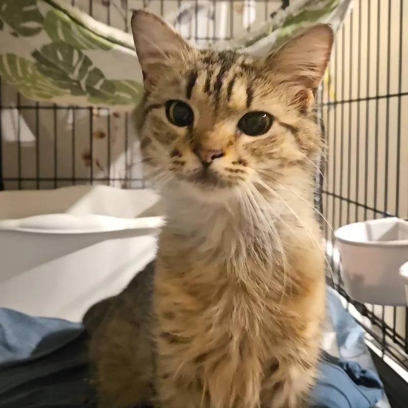 Minnow — Fluffy  thumbnail 2