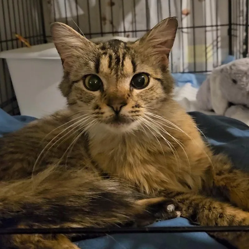 Minnow — Fluffy  thumbnail 3