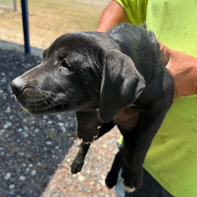 A baby small-sized male Black Mixed Breed dog named Otis for adoption in Millen, GA