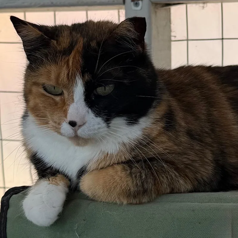 An adult small-sized female Domestic Short Hair cat named Patches for adoption in Nampa, ID