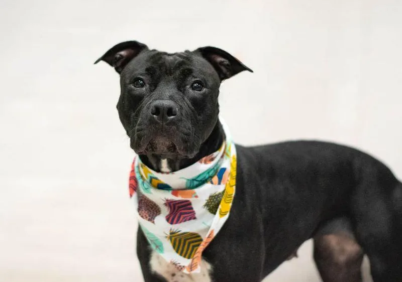 An adult medium-sized female Black Terrier dog named Harper for adoption in Sanford, FL