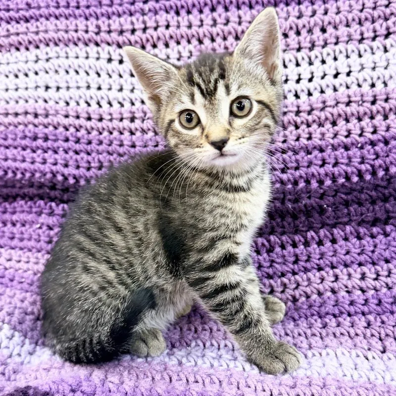 A baby small-sized female Brown / Chocolate Domestic Short Hair cat named Ashley for adoption in Mount Juliet, TN