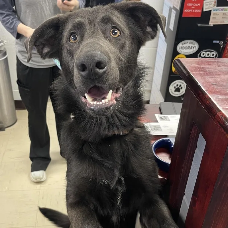 A young large-sized male Black Mixed Breed dog named Sylvester Stallone for adoption in Mentor, OH