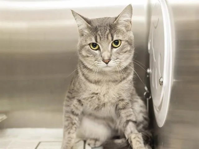 A young medium-sized male Domestic Short Hair cat named Jack Jack for adoption in Phoenix, AZ