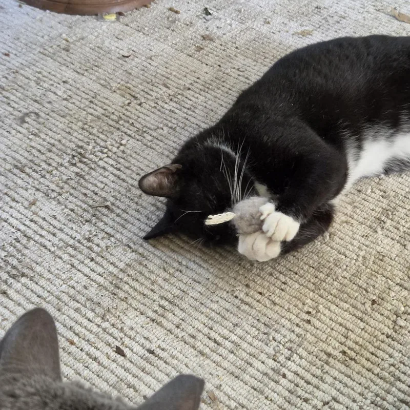 A senior large-sized male Black Domestic Short Hair cat named Bubba for adoption in Harrisonburg, VA