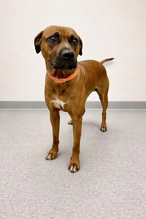 An adult extra large-sized female Red / Chestnut / Orange Pit Bull Terrier dog named Bertha for adoption in Maryville, TN