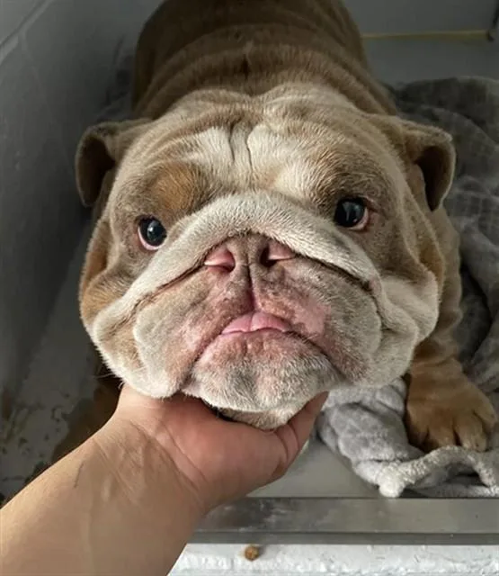 An adult large-sized male English Bulldog dog named Froggy for adoption in Sacramento, CA