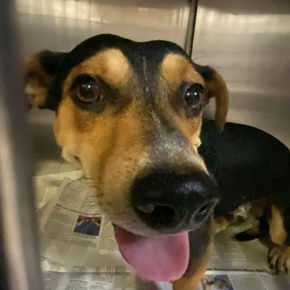 An adult small-sized male Black Mixed Breed dog named Hot Dog for adoption in Gadsden, AL