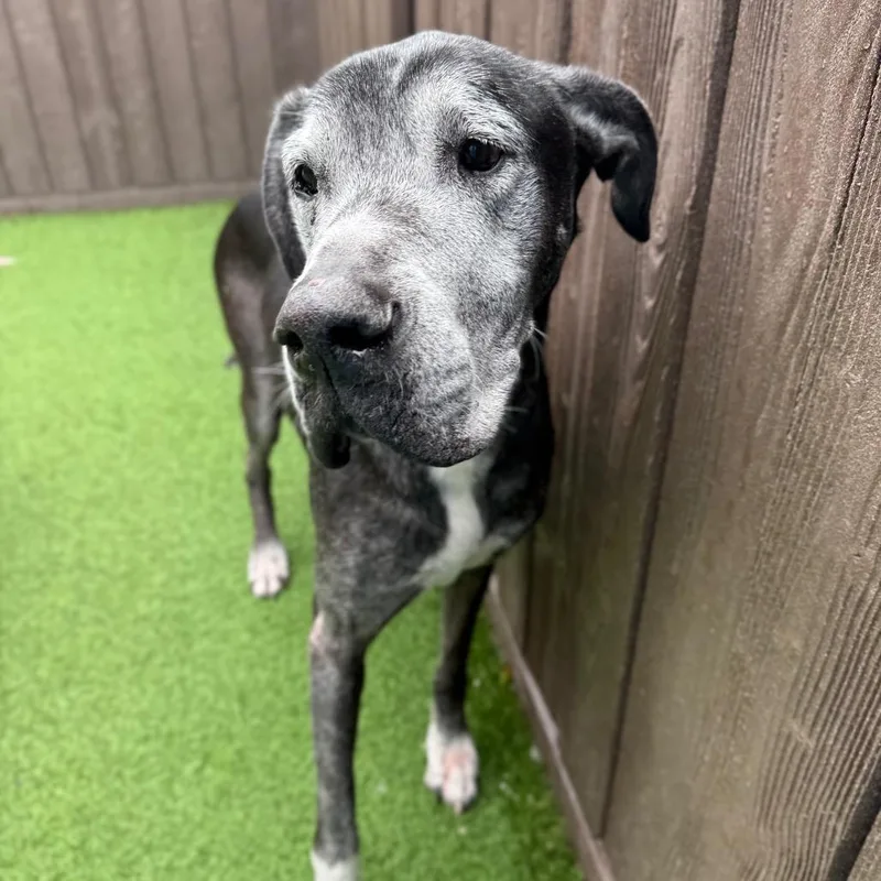 A senior large-sized female Black Great Dane dog named May for adoption in LOXAHATCHEE, FL