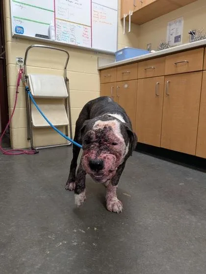 An adult medium-sized male Mixed Breed dog named Elvis for adoption in Independence, MO