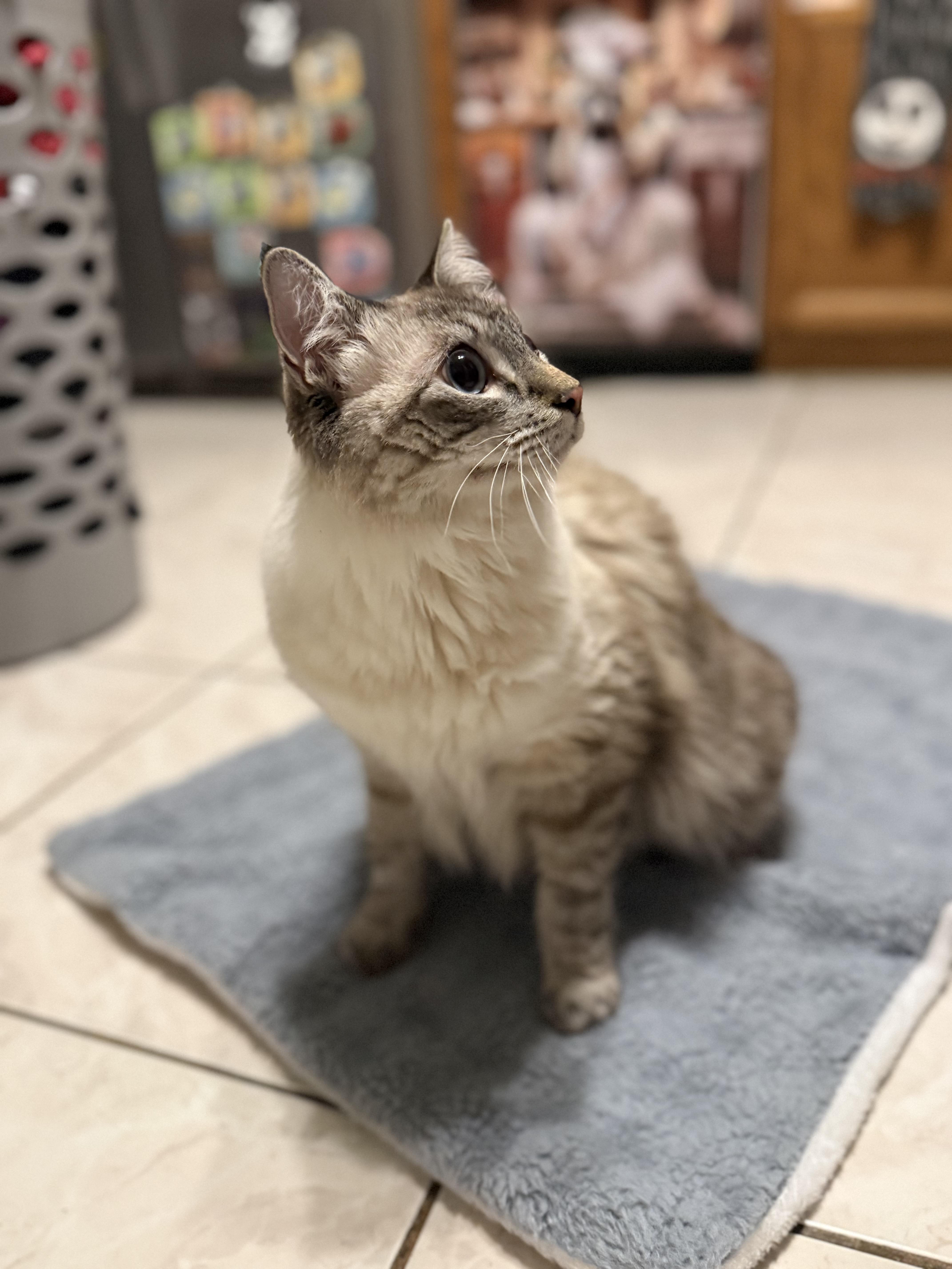 A young large-sized male Siamese cat named Potion for adoption in Intercession city , FL