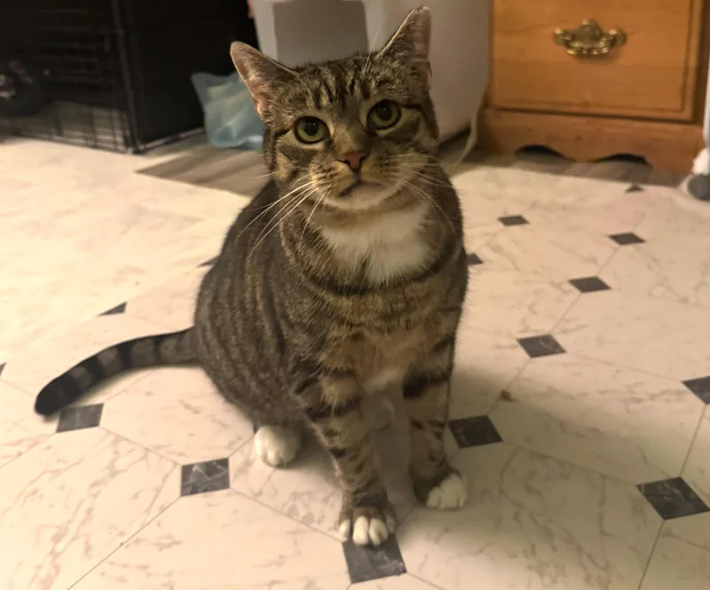 Nutmeggy thumbnail 2