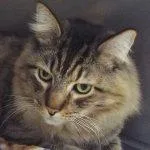 Bentleyhandsome Gent Comes With thumbnail 3