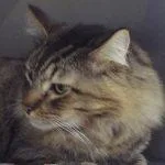 Bentleyhandsome Gent Comes With thumbnail 4