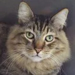 Bentleyhandsome Gent Comes With