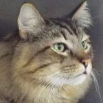 Bentleyhandsome Gent Comes With thumbnail 5