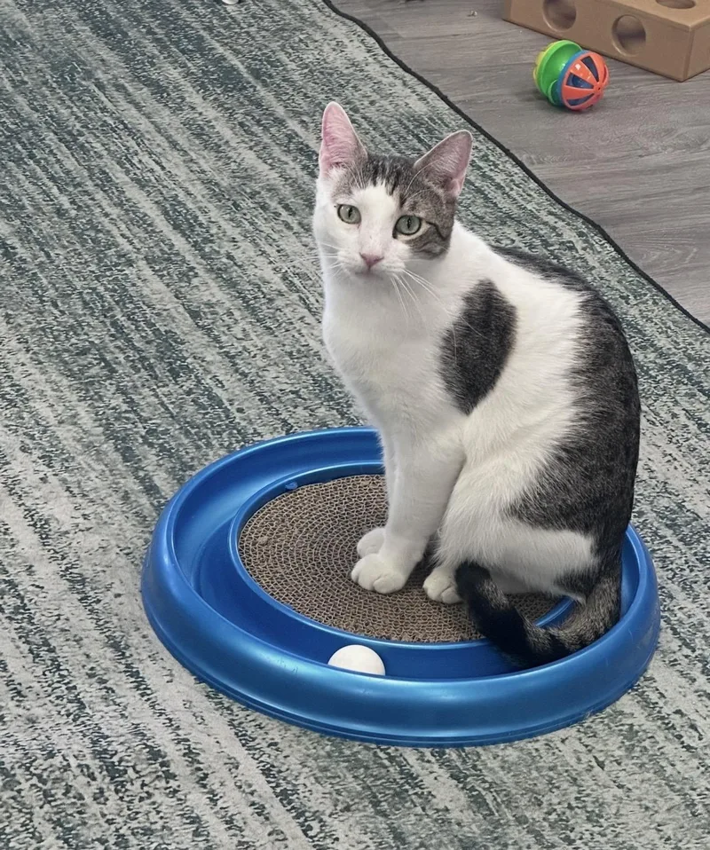 An adult medium-sized female Black & White / Tuxedo Domestic Short Hair cat named Trio Dena Laredo for adoption in Blaine, MN