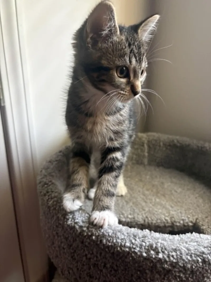A baby medium-sized male Tabby (Gray / Blue / Silver) Domestic Short Hair cat named Lafitte for adoption in Crown Point, IN