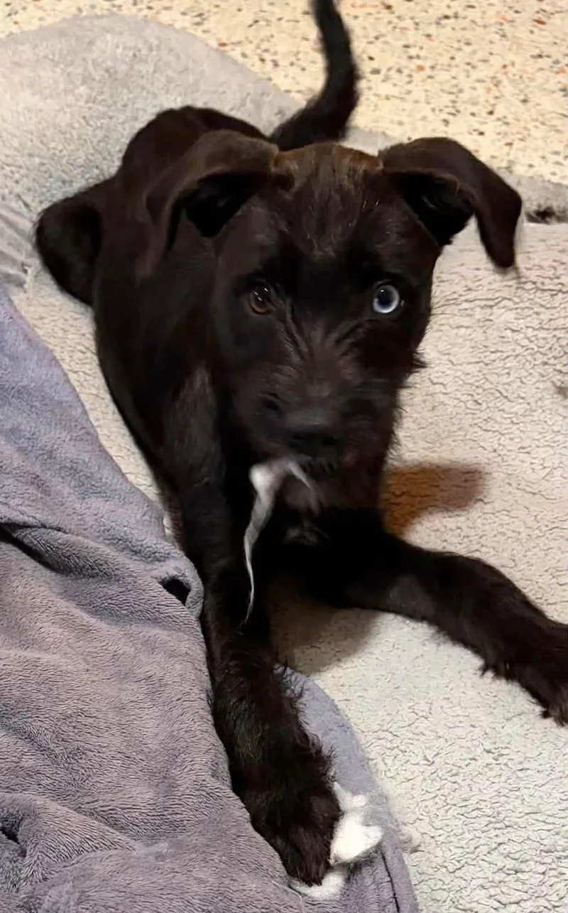 A baby medium-sized female Schnauzer dog named Sora for adoption in Saint Petersburg, FL