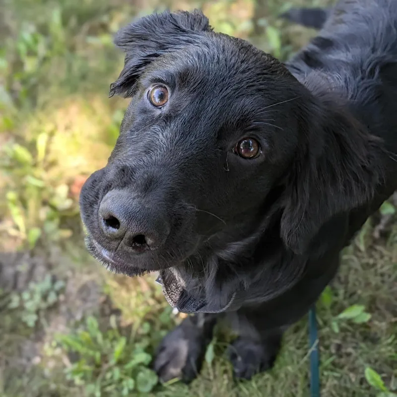 A baby medium-sized male Retriever dog named Verity for adoption in Deerfield, IL