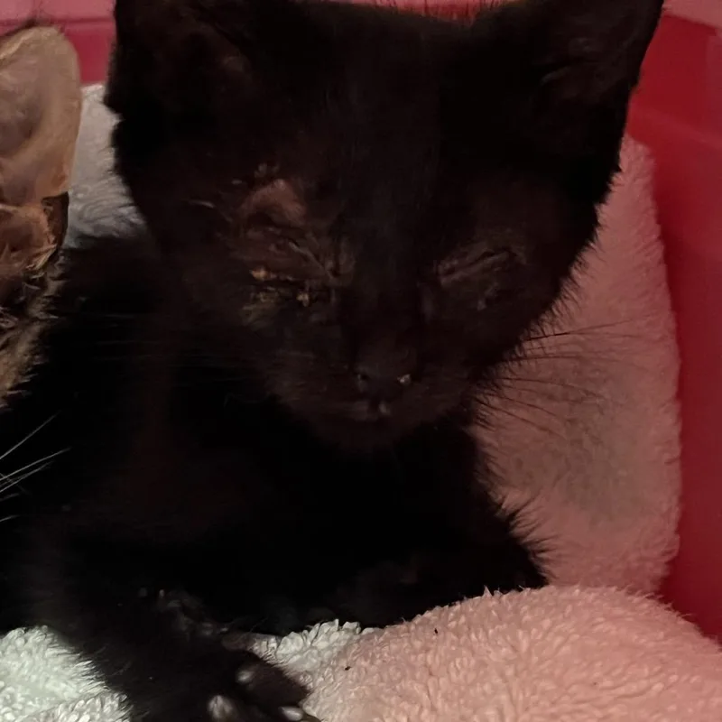 A baby small-sized female Black Domestic Short Hair cat named Lucy for adoption in Mount Juliet, TN