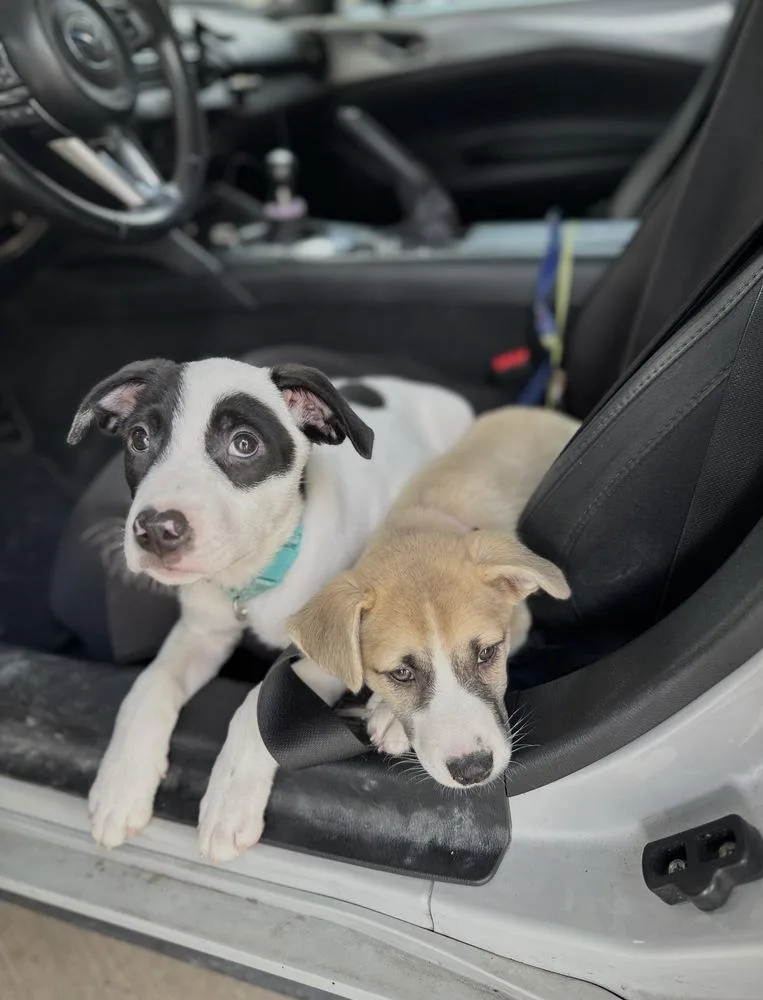 A baby medium-sized male Tricolor (Brown, Black, & White) Mixed Breed dog named Alvin for adoption in Brookshire, TX