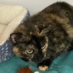 An adult medium-sized female Tortoiseshell cat named Delilah for adoption in Green Valley, AZ