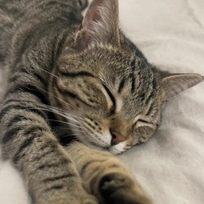 A baby medium-sized female Gray / Blue / Silver Domestic Short Hair cat named Molly for adoption in Boston, MA