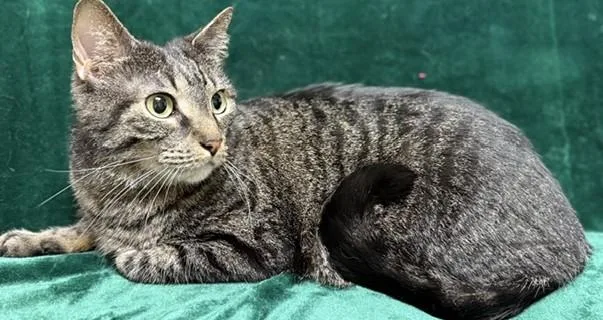 An adult medium-sized female Tabby (Gray / Blue / Silver) Domestic Short Hair cat named Hatfield for adoption in Miller Beach, IN