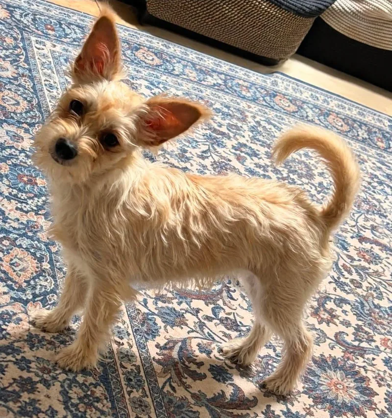 An adult small-sized female White / Cream Wirehaired Terrier dog named Willow for adoption in Grand Prairie, TX