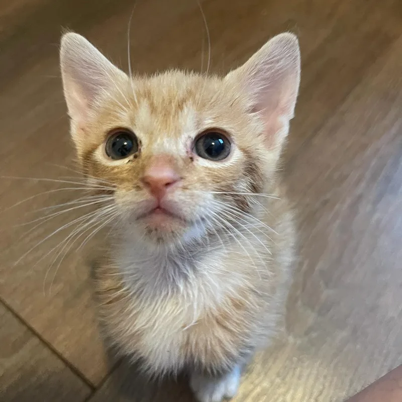 A baby small-sized male Buff & White Domestic Short Hair cat named Sunny for adoption in Boca Raton, FL