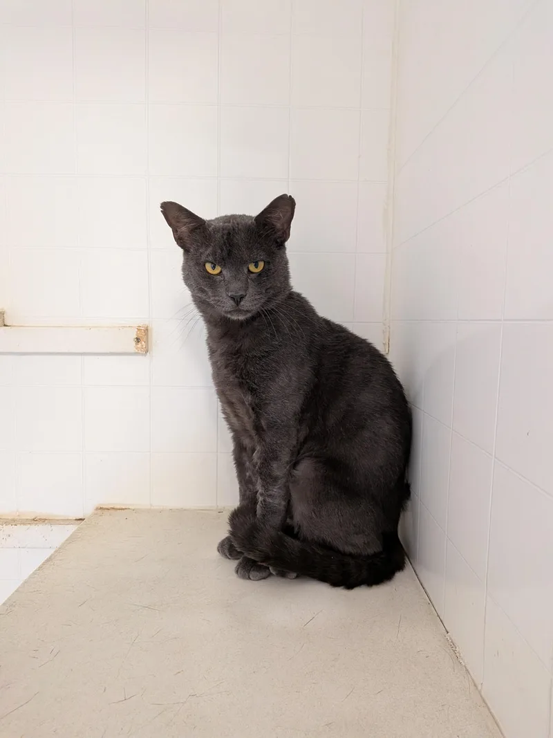 A young medium-sized male Domestic Short Hair cat named Smokey for adoption in Hermiston, OR