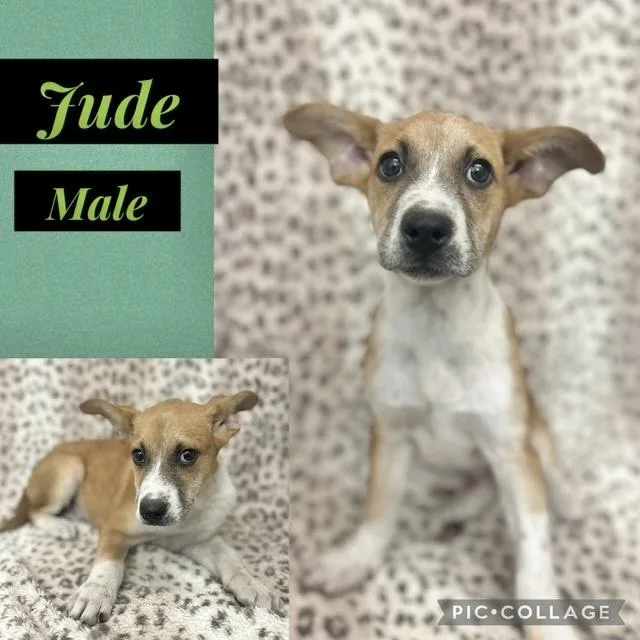 A baby medium-sized male Corgi dog named Jude for adoption in Manchester, CT