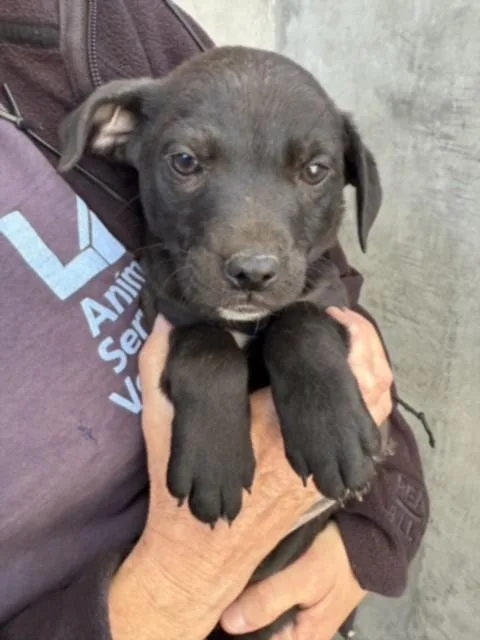 A baby small-sized male Pit Bull Terrier dog named Echo for adoption in Chatsworth, CA