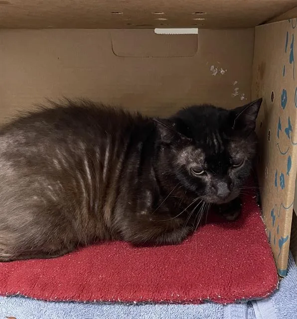 An adult large-sized male Domestic Short Hair cat named Alex for adoption in Palmetto, FL
