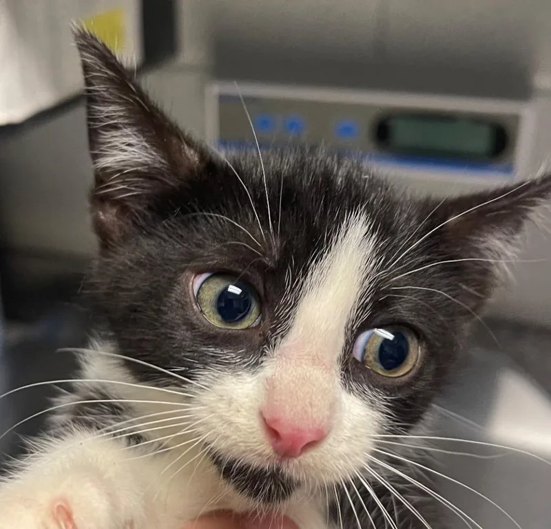 A baby small-sized female Domestic Short Hair cat named Ash for adoption in Henderson, NC