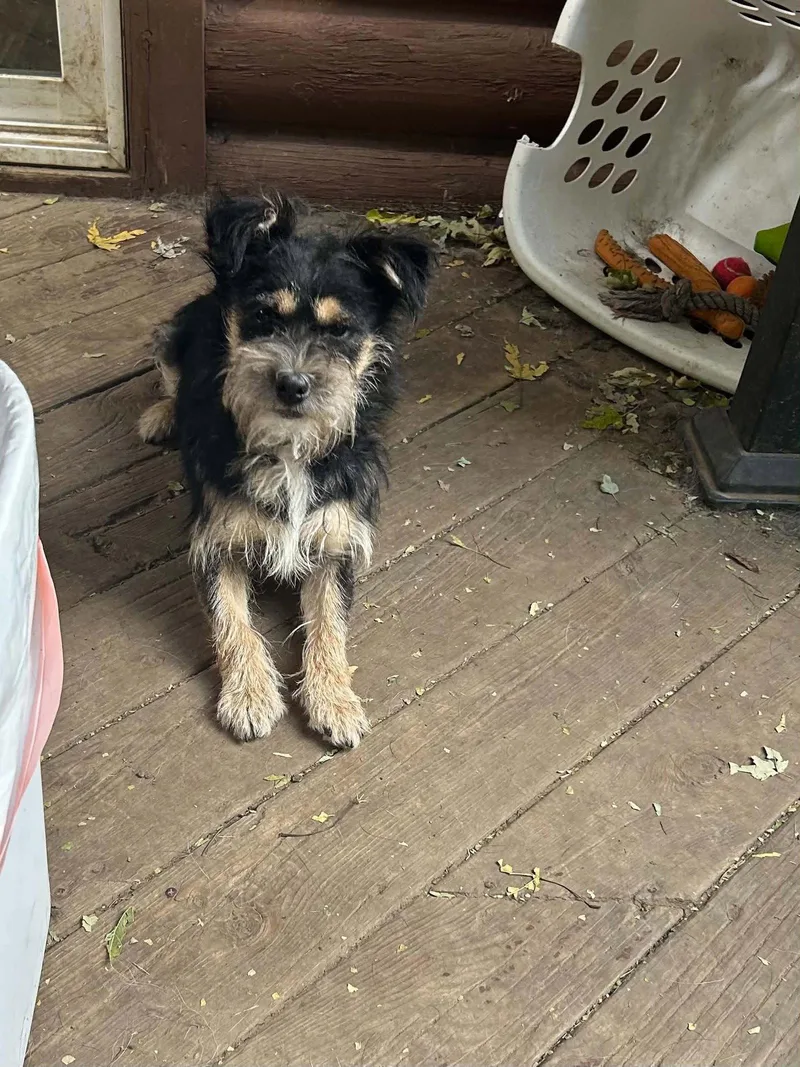 A young small-sized male Terrier dog named Fozzy for adoption in hinckley, IL