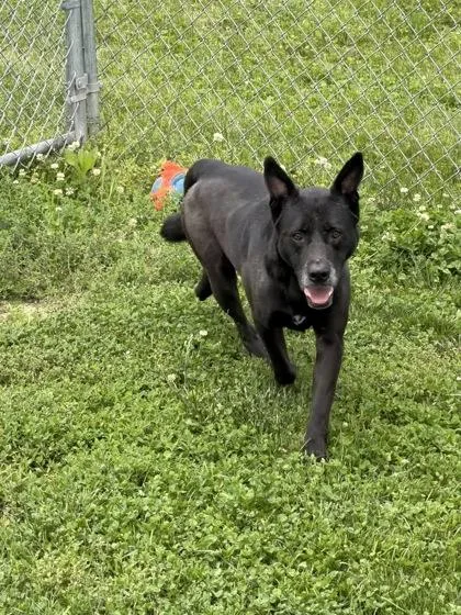 A senior large-sized male Mixed Breed dog named Tommy for adoption in Columbus, IN