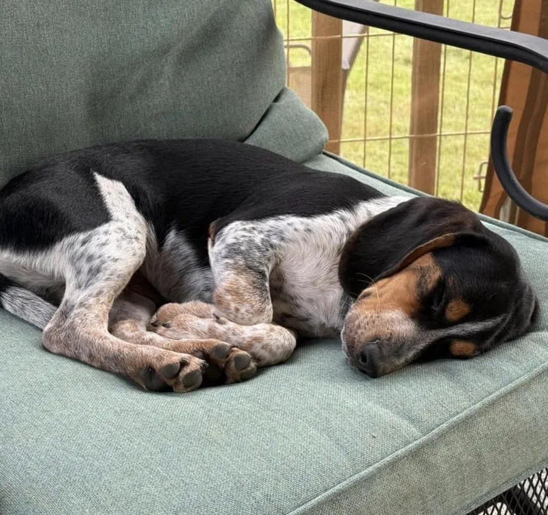 A baby medium-sized male Tricolor (Brown, Black, & White) Beagle dog named Pigpen for adoption in Maineville, OH
