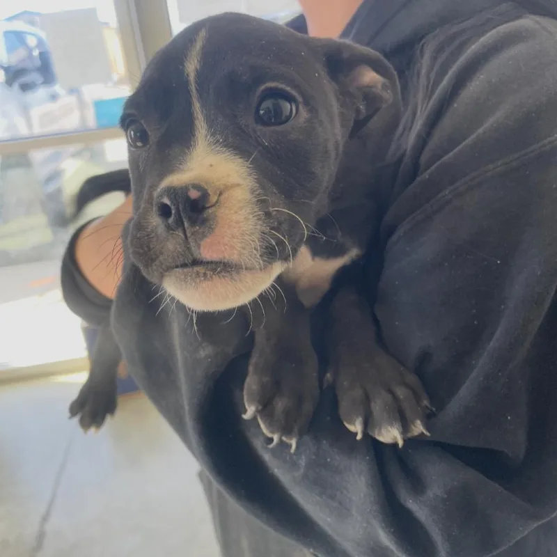 A baby small-sized male Black American Bulldog dog named Mothman for adoption in Incline Village, NV