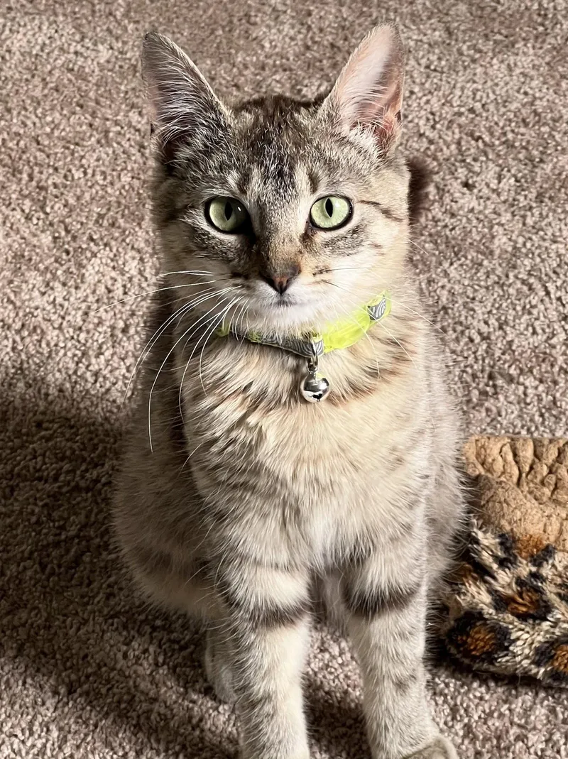 A baby small-sized female Brown / Chocolate Domestic Short Hair cat named Lyla for adoption in Kansas City, MO