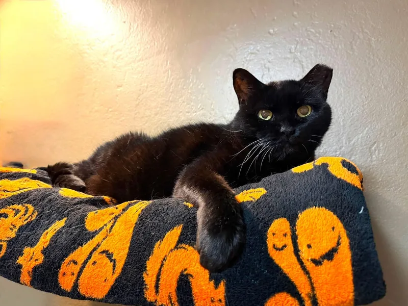 A senior large-sized female Black Domestic Short Hair cat named Stormy for adoption in Crystal Lake, IL