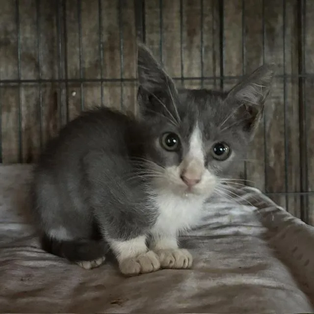 A young medium-sized male Gray & White Domestic Short Hair cat named Gabriel for adoption in Porter, TX